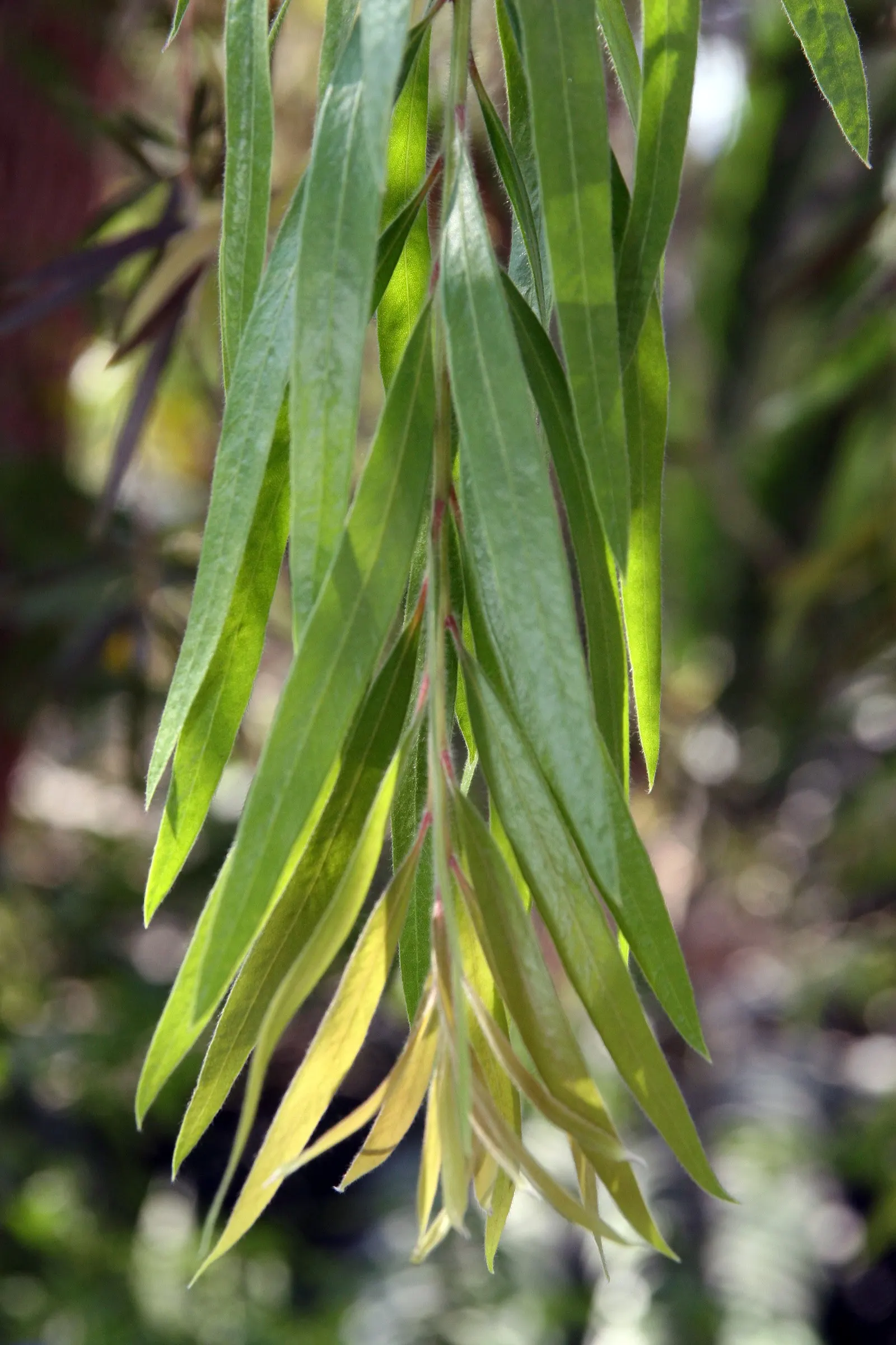 Weeping Bottlebrush (Callistemon Viminalis) — Prune to maintain shape and health; its distinctive red brush-like flowers bloom spring through summer, image 76