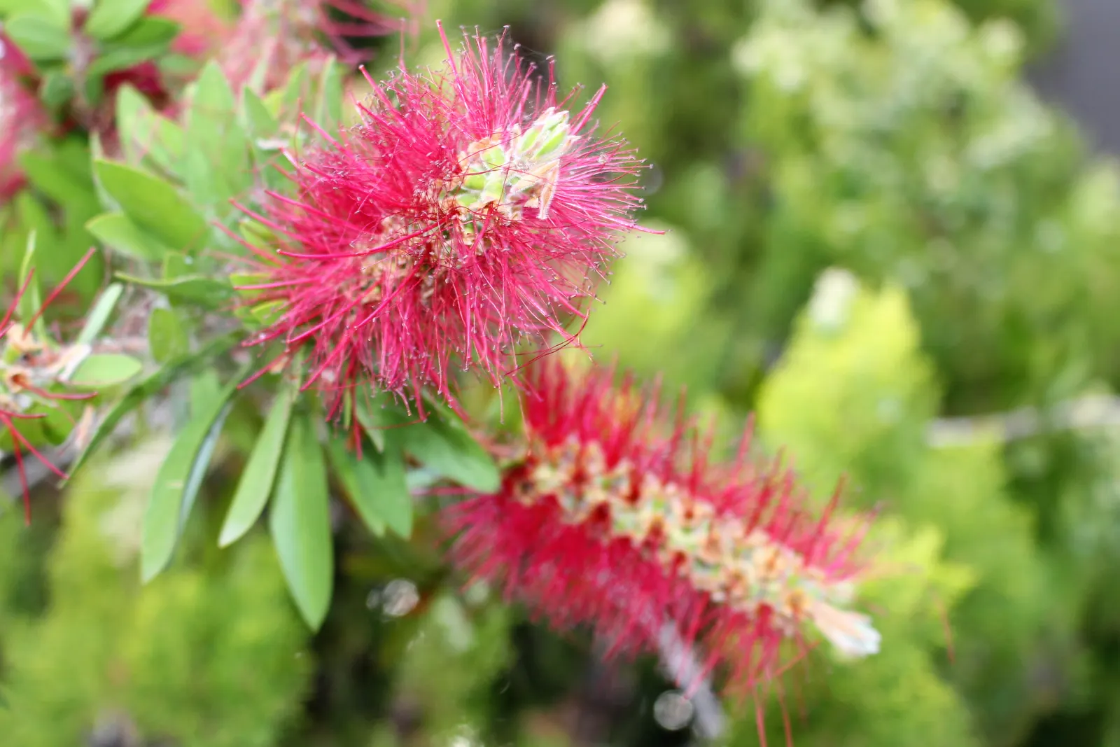 Weeping Bottlebrush (Callistemon Viminalis) — tree with red blooms; brush-like inflorescences, image 71