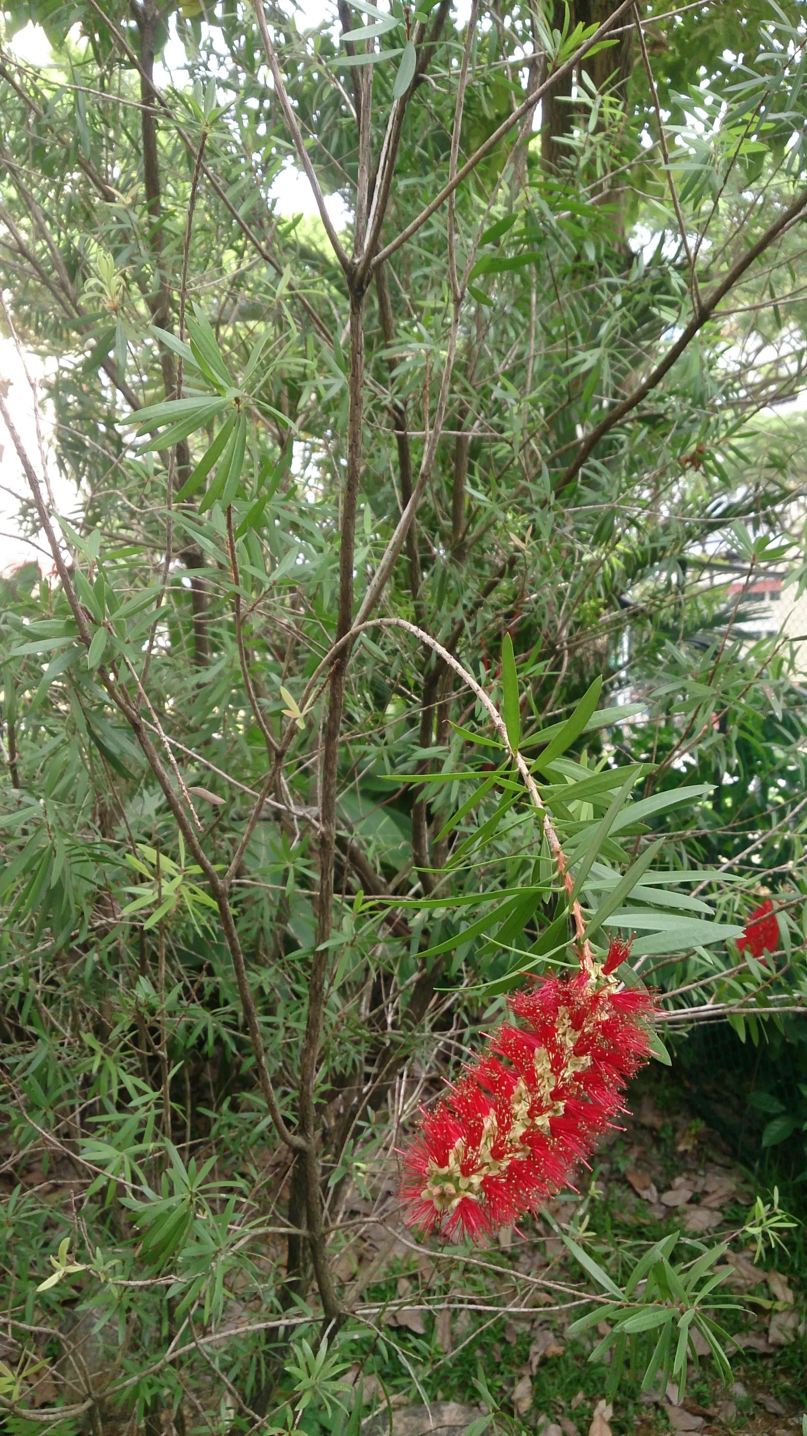 Weeping Bottlebrush (Callistemon Viminalis) — Prune to maintain shape and health; its distinctive red brush-like flowers bloom spring through summer, image 52