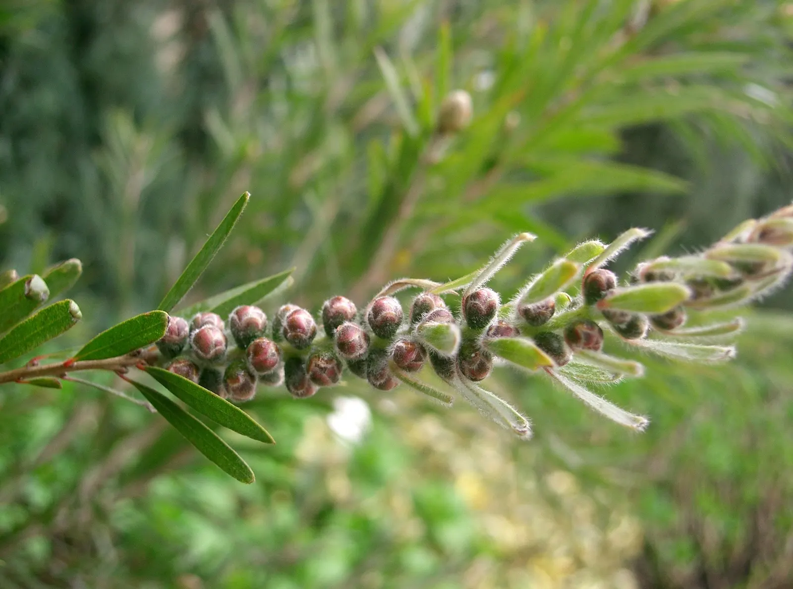 Weeping Bottlebrush (Callistemon Viminalis) — It's also resistant to most pests and diseases; plant in well-drained soil for a vibrant splash in, image 138