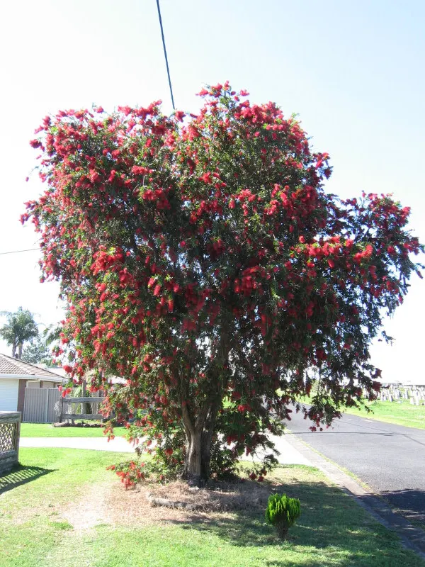 Weeping Bottlebrush (Callistemon Viminalis) — Suited for USDA zones 9-11, it thrives in full sun with moderate water; lance-shaped leaves that, image 74