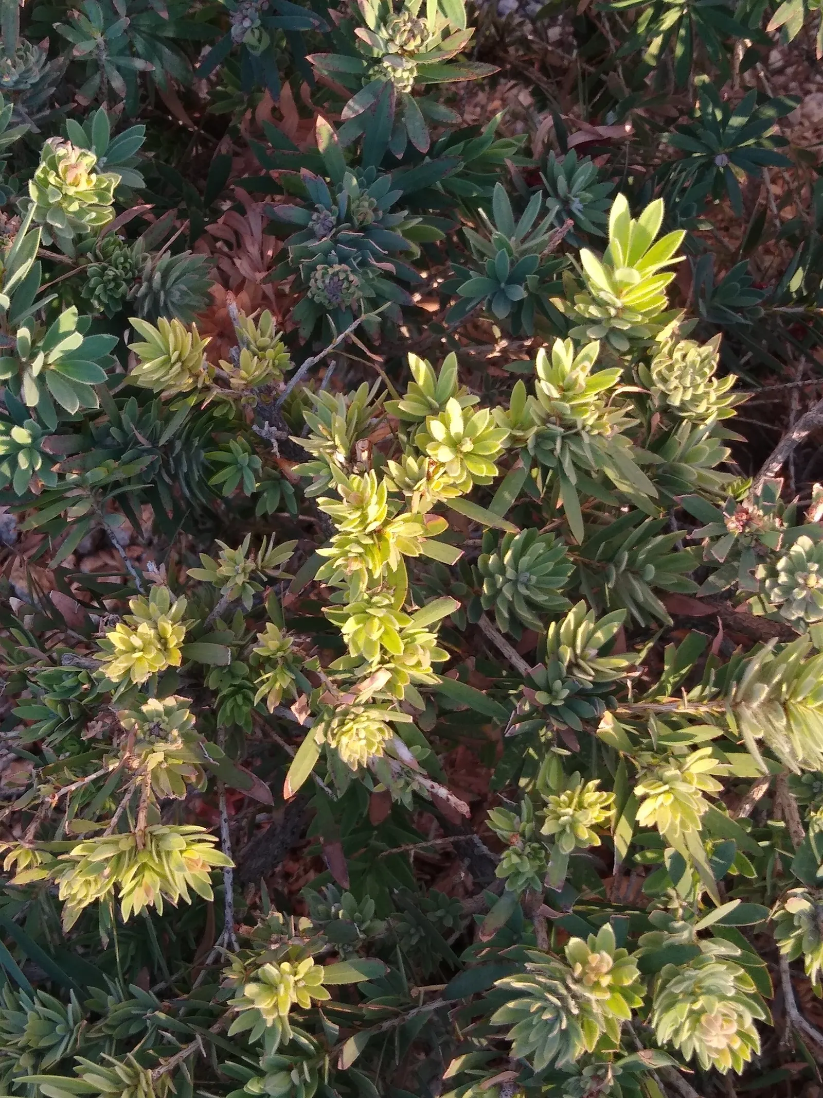 Weeping Bottlebrush (Callistemon Viminalis) — making it a suitable choice for focal points in medium to large gardens; in spring and periodically, image 105