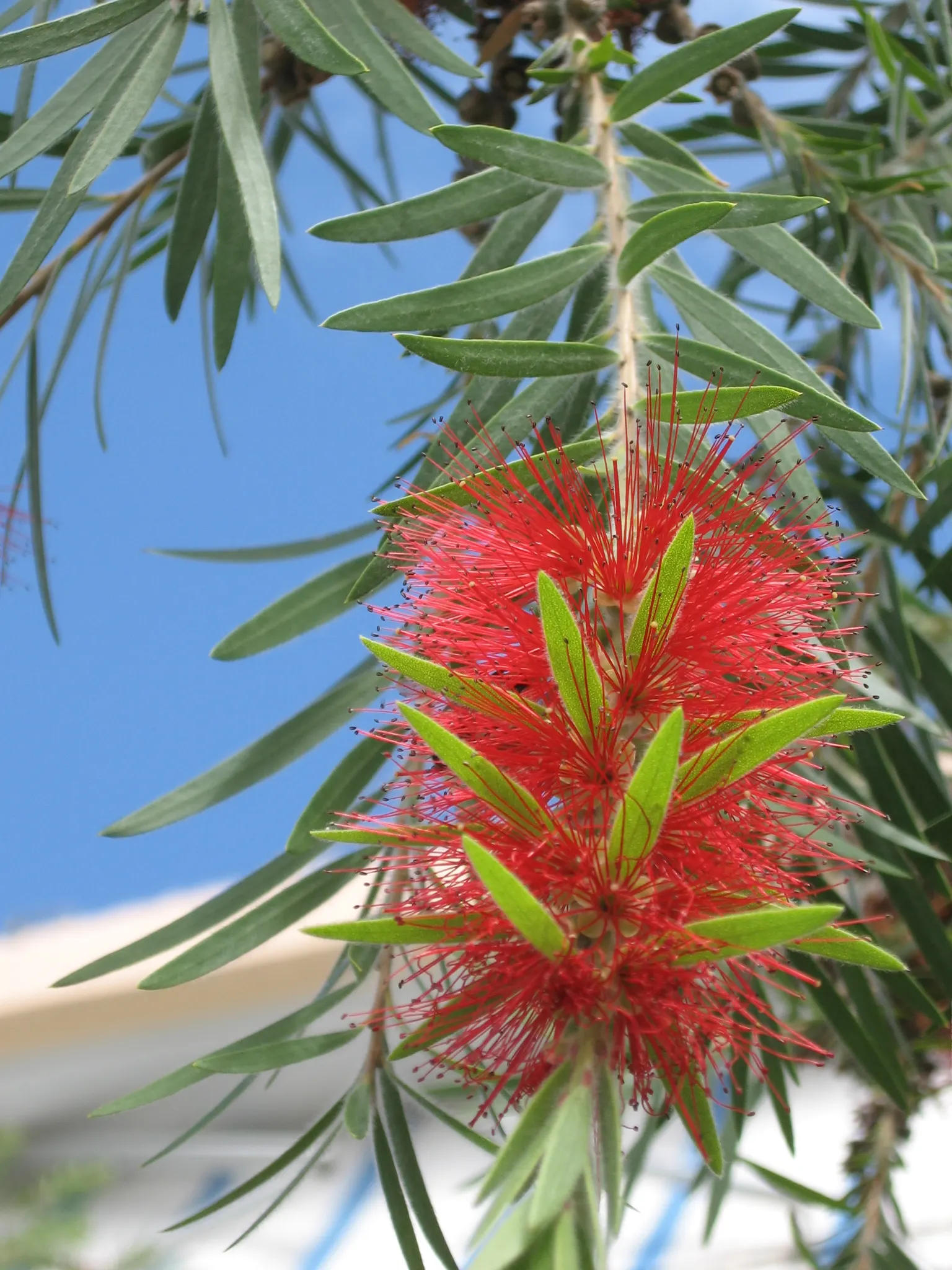 Weeping Bottlebrush (Callistemon Viminalis) — making it a suitable choice for focal points in medium to large gardens; in spring and periodically throughout