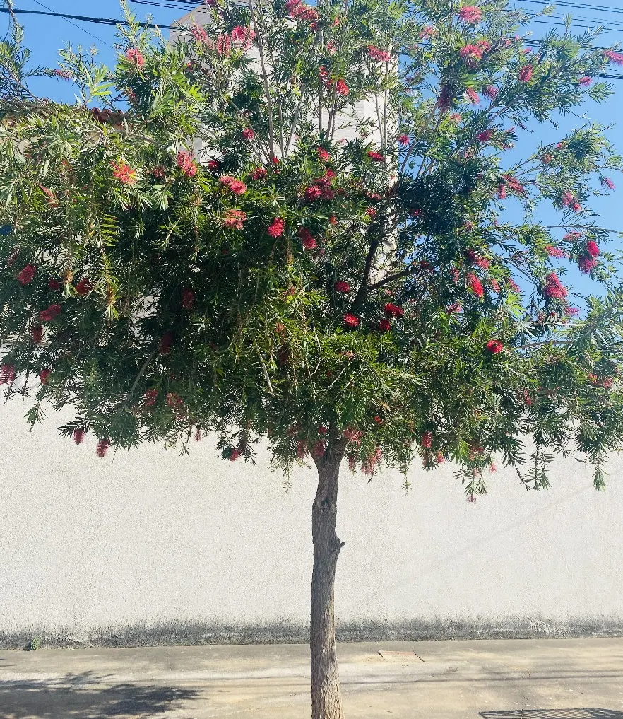 Weeping Bottlebrush (Callistemon Viminalis) — Originating from Australia, this plant is favored for its unique, striking flowers and weeping growth habit