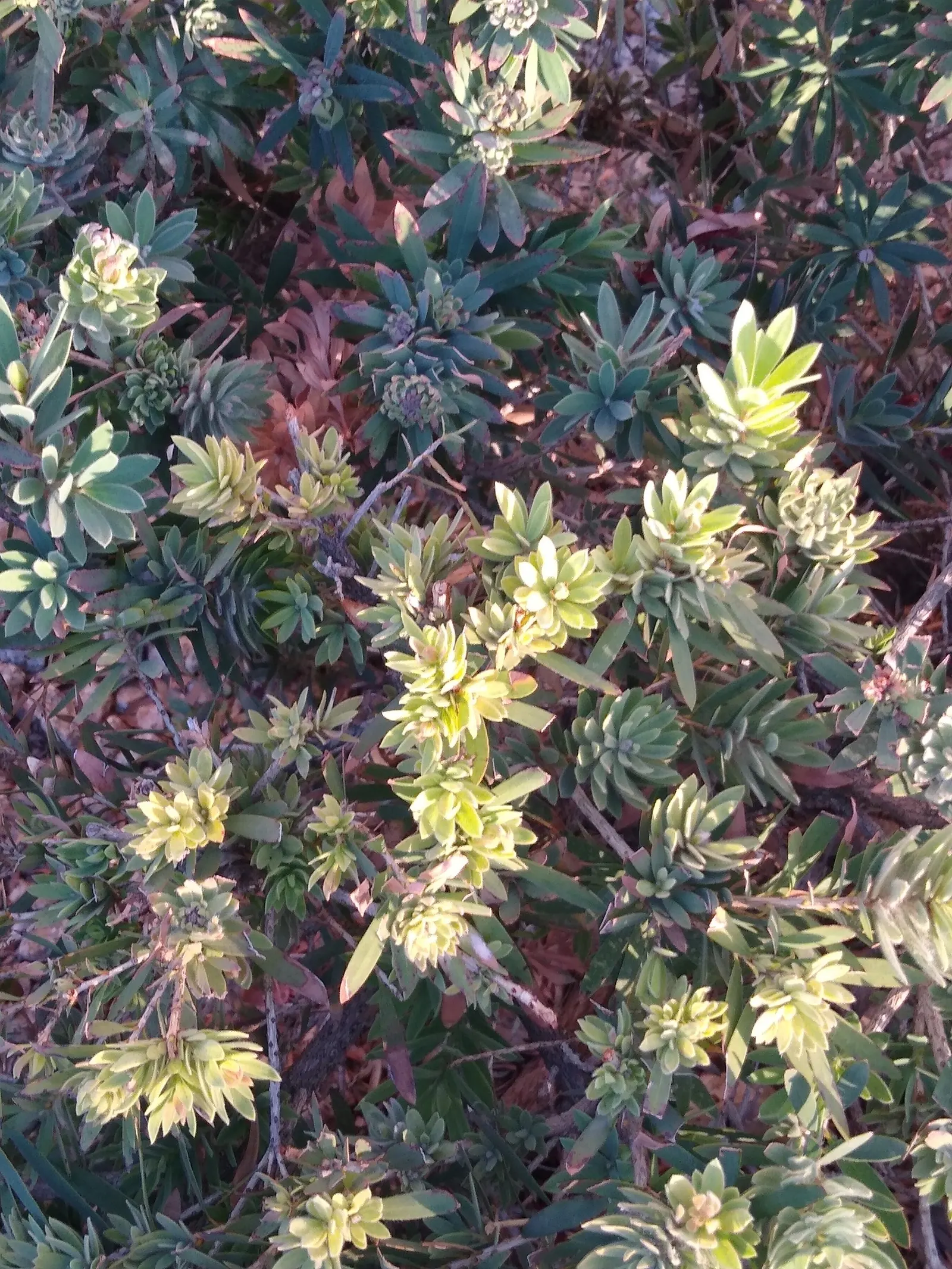 Weeping Bottlebrush (Callistemon Viminalis) — It is hardy to USDA zones 9 through 11 and is drought-tolerant once established, requiring minimal, image 111