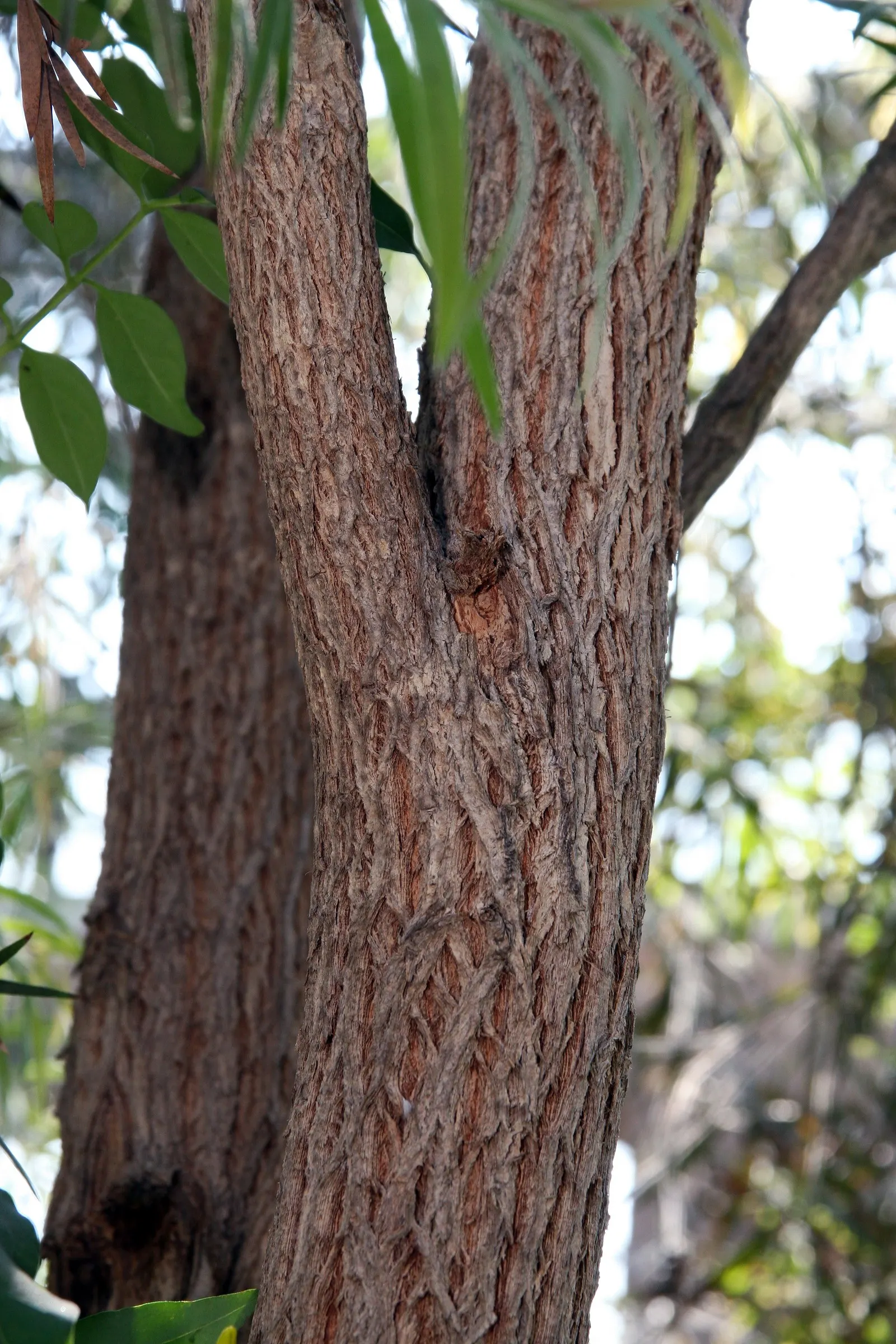 Weeping Bottlebrush (Callistemon Viminalis) — scientifically known as Callistemon viminalis