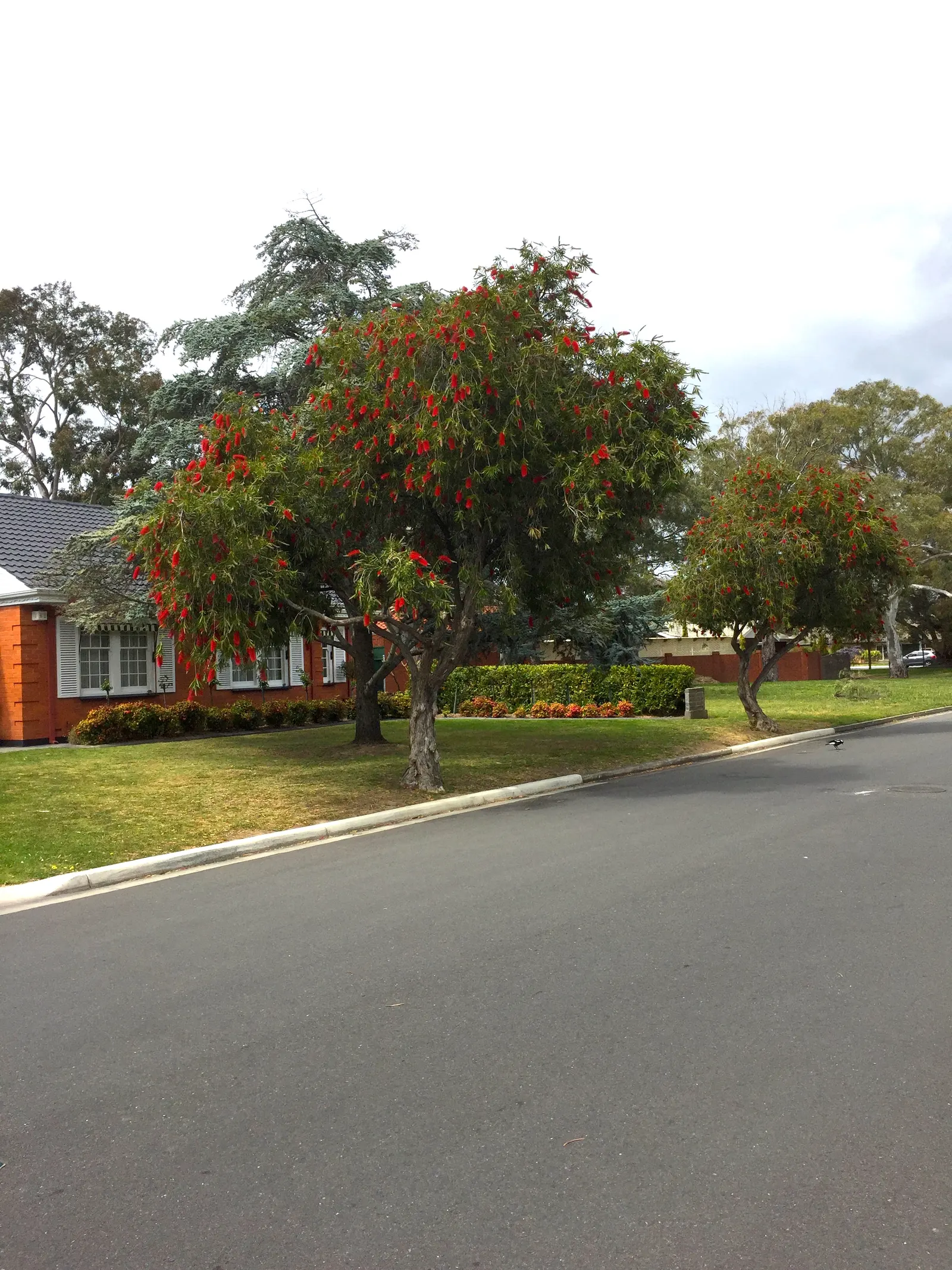 Weeping Bottlebrush (Callistemon Viminalis) — Plant in well-drained soil for a vibrant splash in residential or public landscapes; it's also, image 75