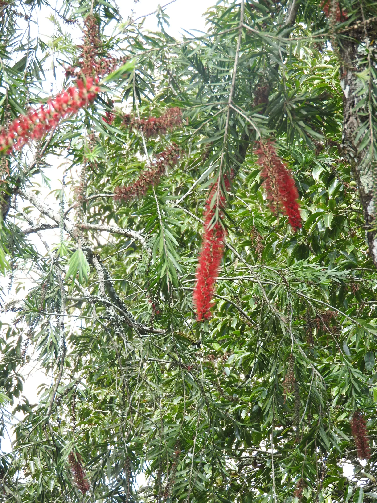 Weeping Bottlebrush (Callistemon Viminalis) — red flowers in the garden; originating from Australia, this plant is favored for its unique, striking flowers and