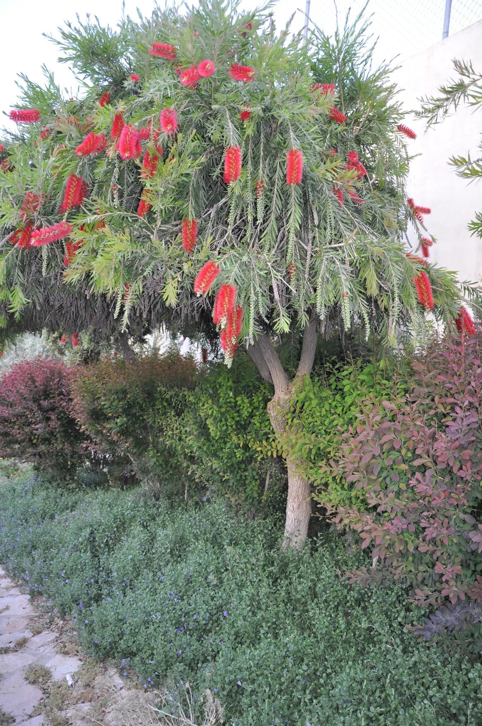 Weeping Bottlebrush (Callistemon Viminalis) — Plant in well-drained soil for a vibrant splash in residential or public landscapes