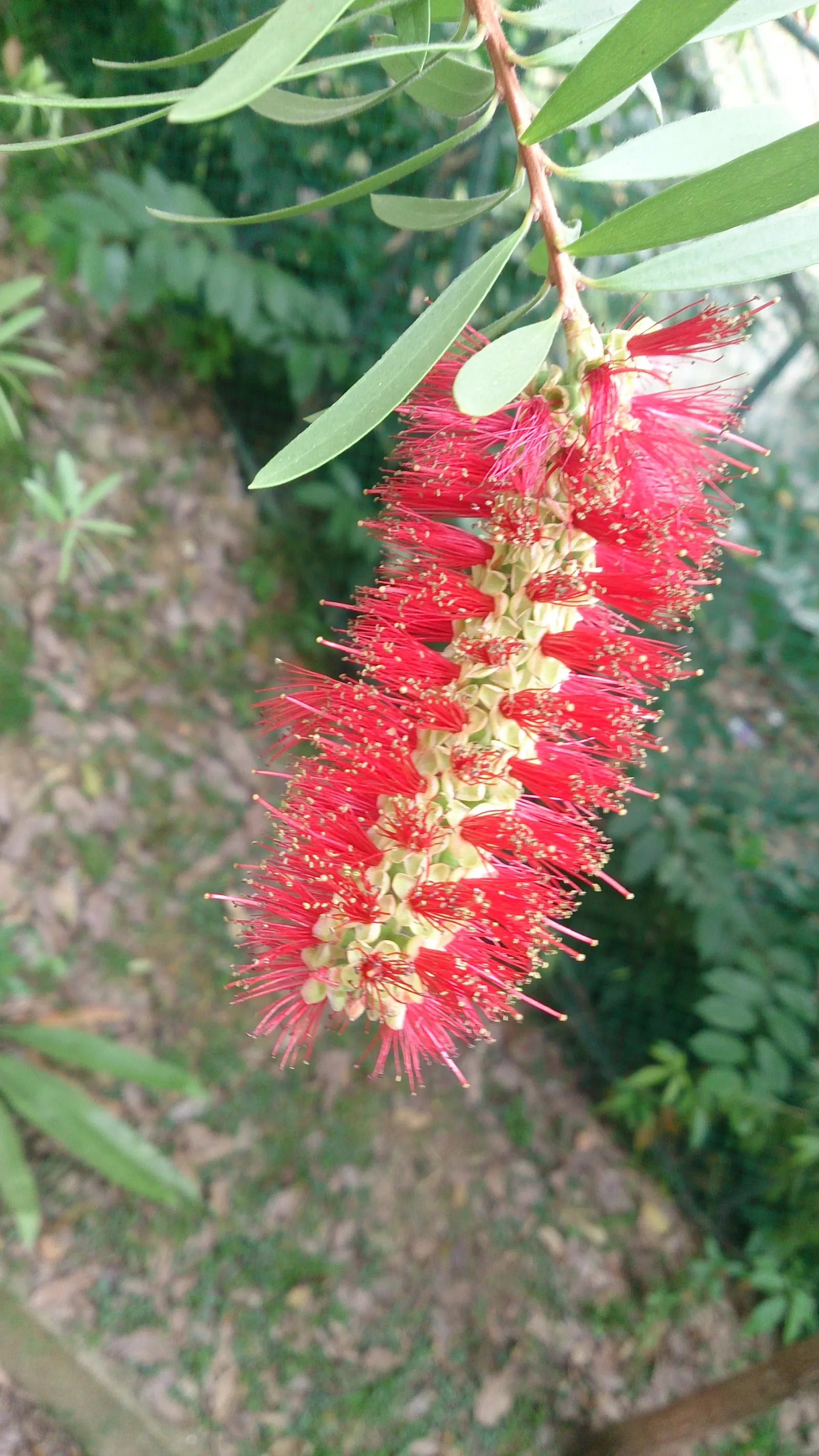 Weeping Bottlebrush (Callistemon Viminalis) — though occasional pruning may be necessary to maintain its shape and encourage prolific blooming; this plant