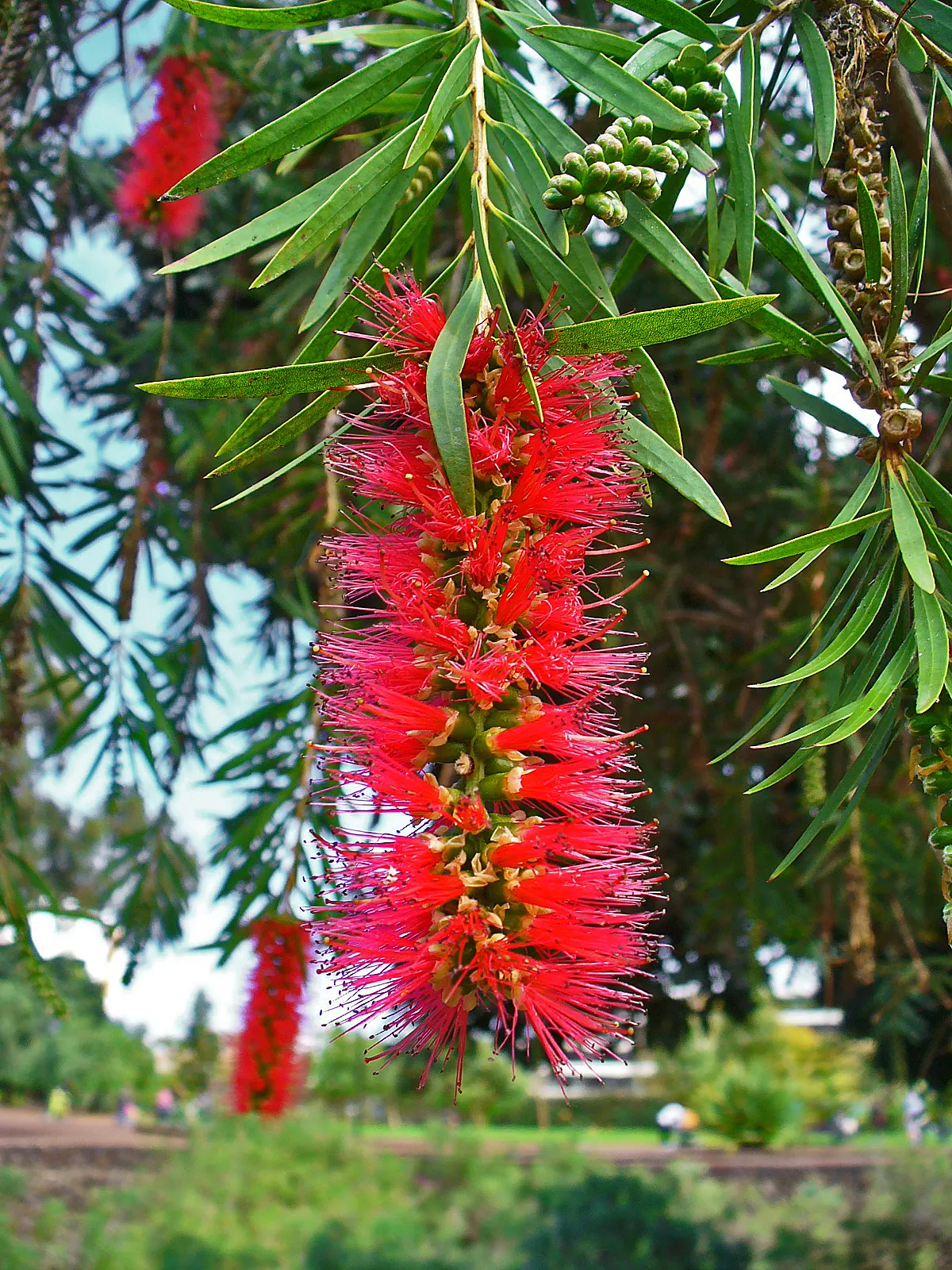 Weeping Bottlebrush (Callistemon Viminalis) — lance-shaped leaves that range from 3 to 6 inches in length; suited for USDA zones 9-11, it thrives, image 59