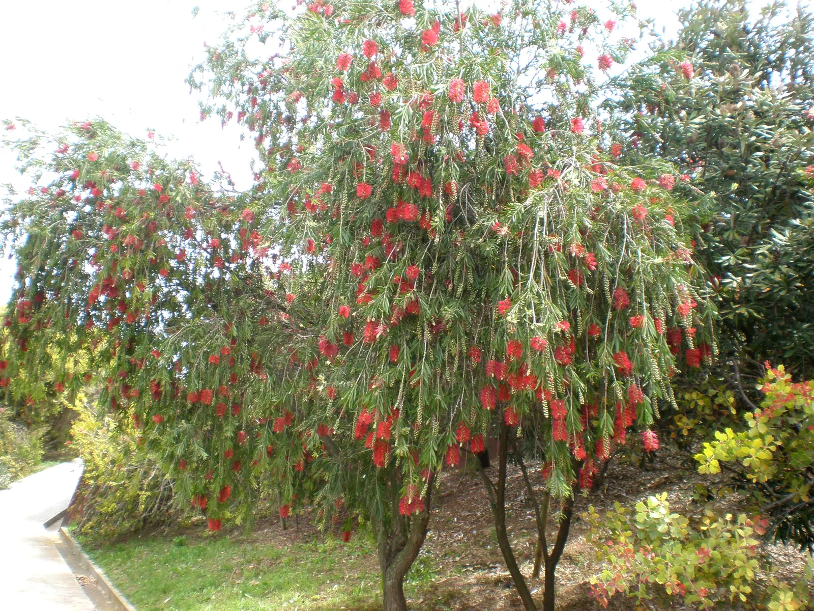 Weeping Bottlebrush (Callistemon Viminalis) — ensuring a captivating garden spectacle year-round; tree for full or half, image 69