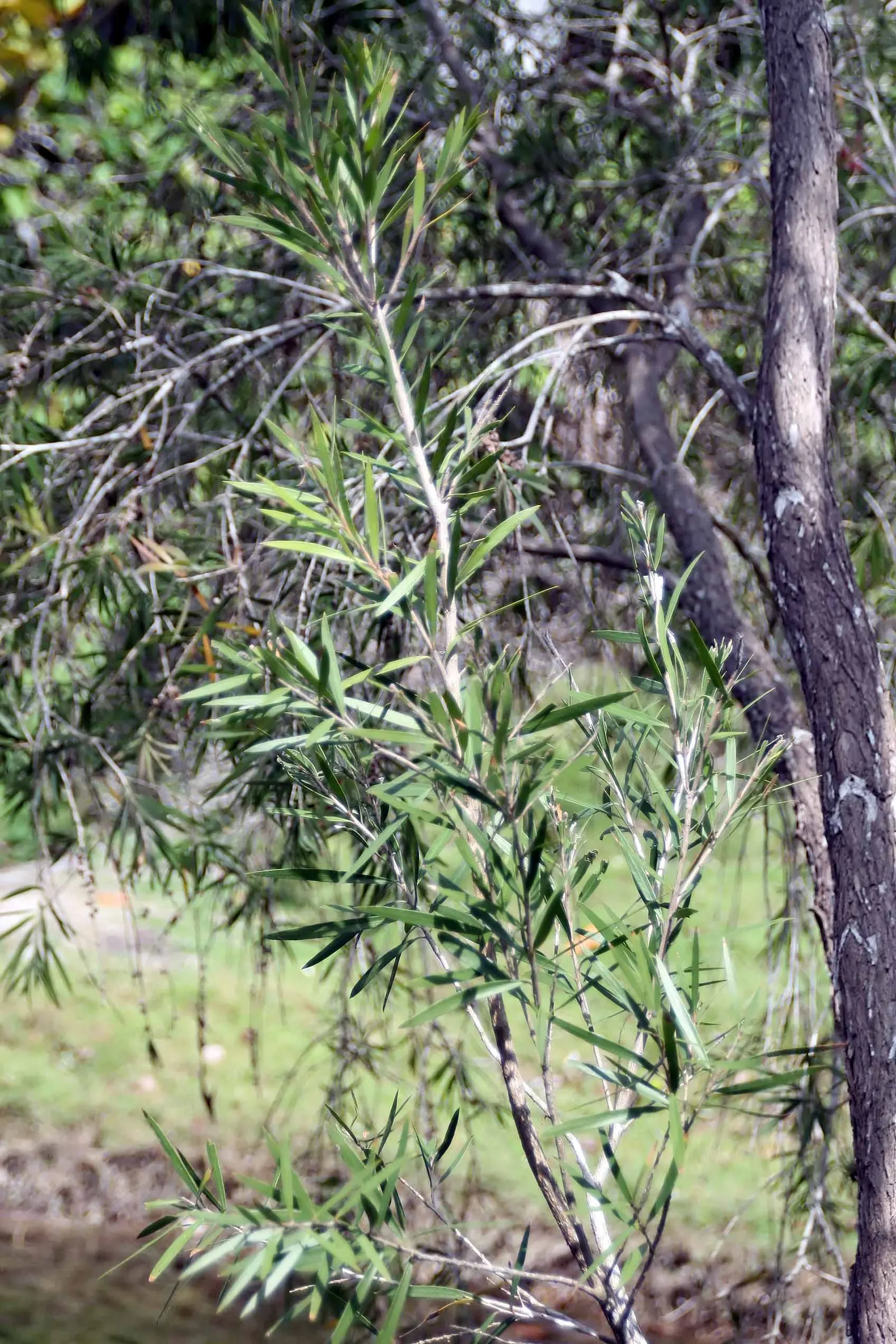 Weeping Bottlebrush (Callistemon Viminalis) — Originating from Australia, this plant is favored for its unique, striking flowers and weeping growth, image 151