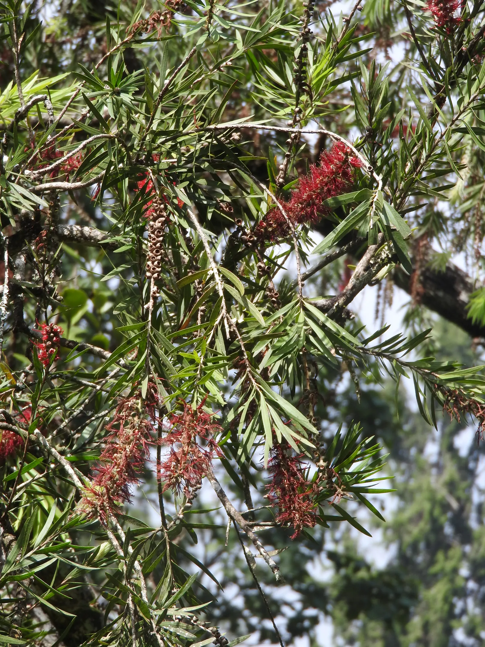 Weeping Bottlebrush (Callistemon Viminalis) — It's also resistant to most pests and diseases; plant in well-drained soil for a vibrant splash in, image 90