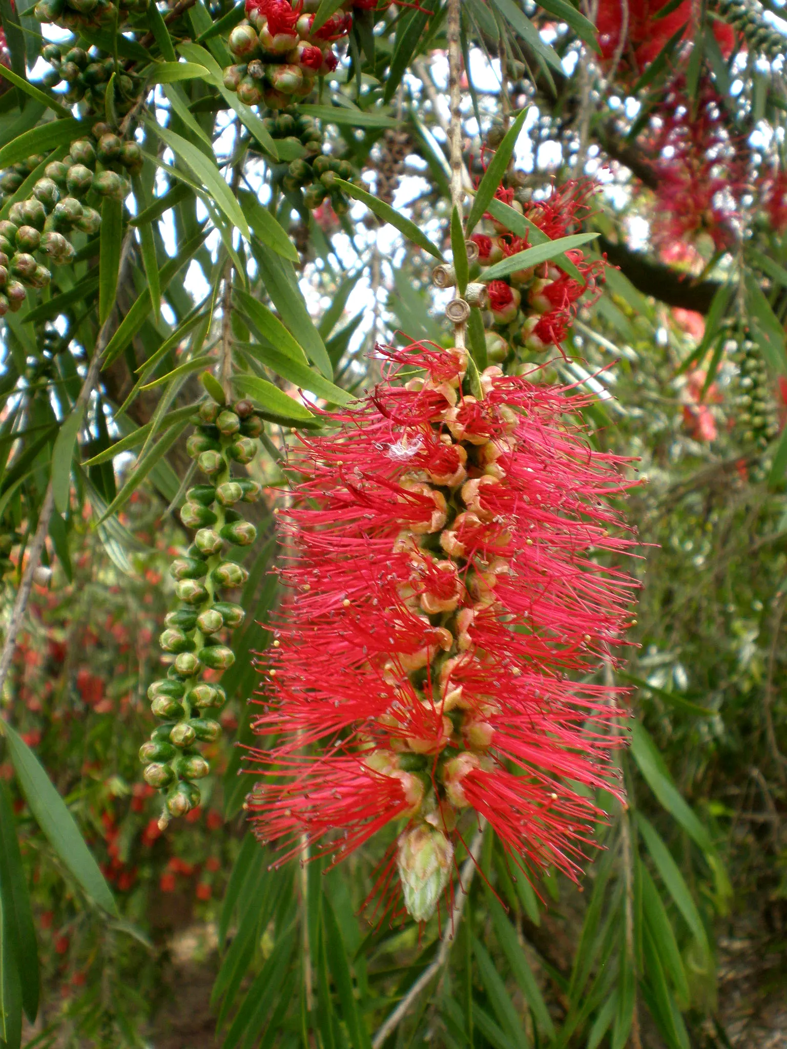 Weeping Bottlebrush (Callistemon Viminalis) — tree with red blooms; brush-like inflorescences