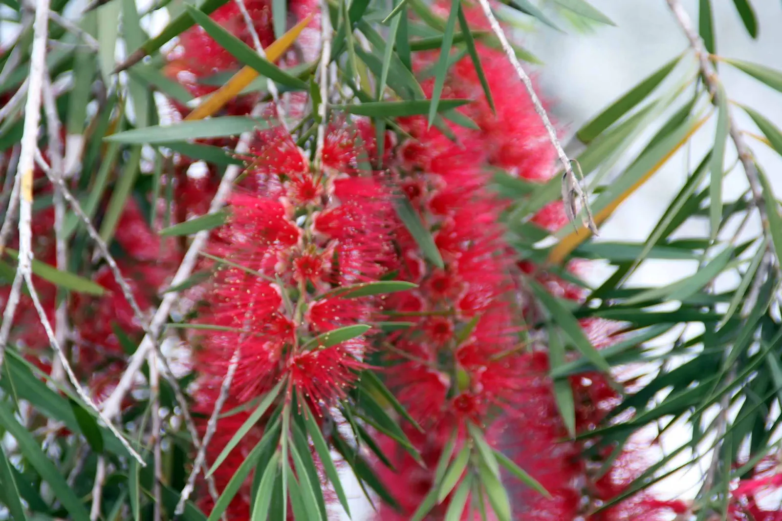 Weeping Bottlebrush (Callistemon Viminalis) — Suited for USDA zones 9-11, it thrives in full sun with moderate water; lance-shaped leaves that range from 3 to