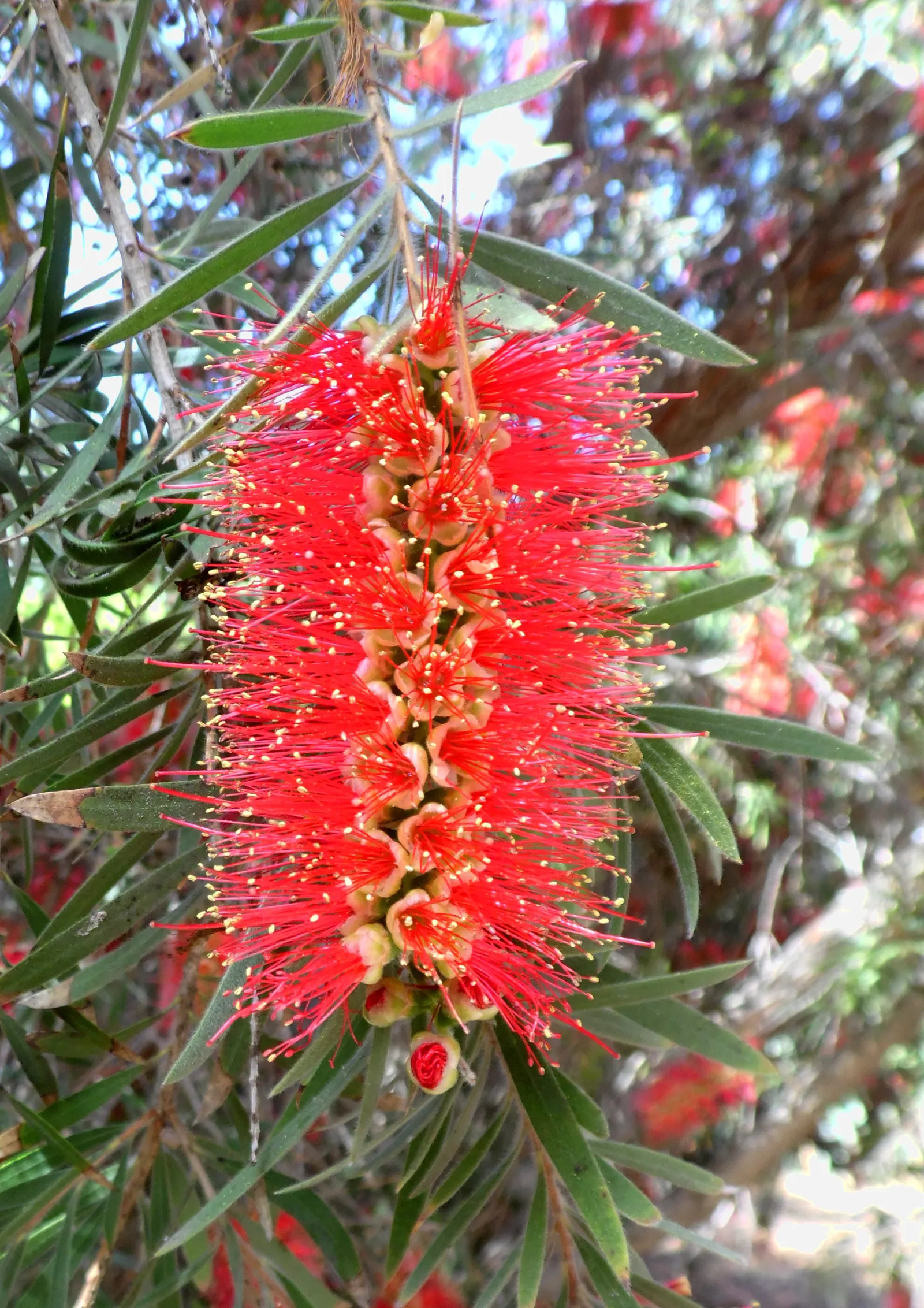 Weeping Bottlebrush (Callistemon Viminalis) — it bursts into color with vibrant red; the Weeping Bottlebrush is relatively low-maintenance