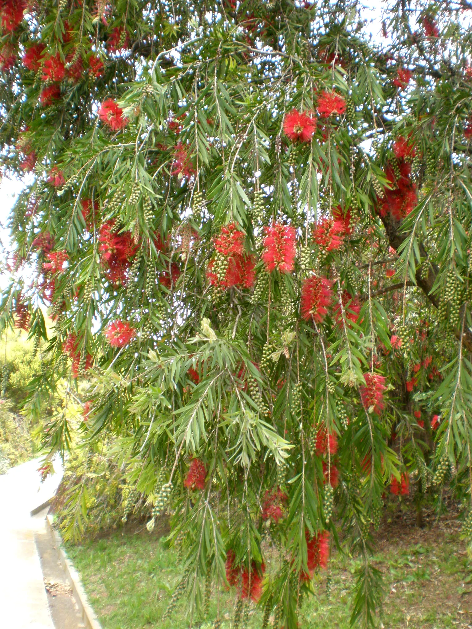 Weeping Bottlebrush (Callistemon Viminalis) — brush-like inflorescences; tree with red blooms, image 110