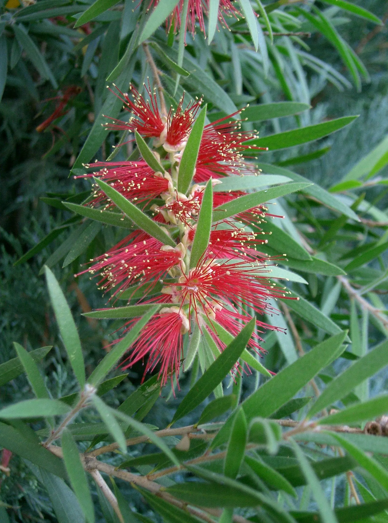 Weeping Bottlebrush (Callistemon Viminalis) — which droop gracefully and are covered in narrow; enduring selection for any landscape design
