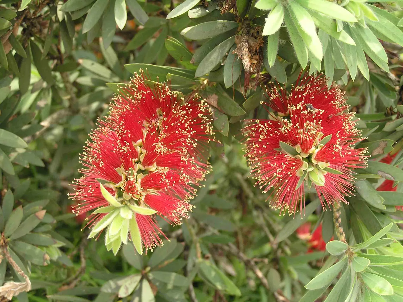 Weeping Bottlebrush (Callistemon Viminalis) — Prune to maintain shape and health; its distinctive red brush-like flowers bloom spring through summer, image 124