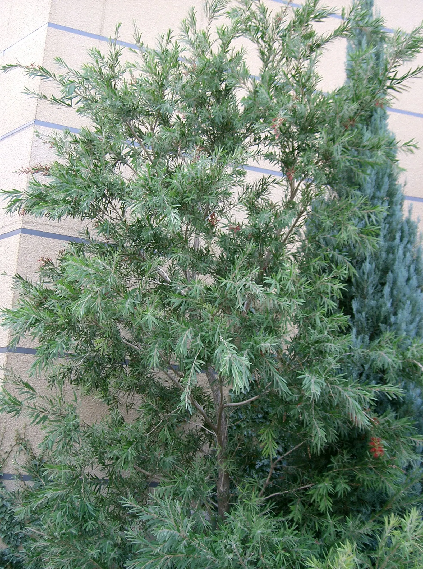 Weeping Bottlebrush (Callistemon Viminalis) — tree for full or half