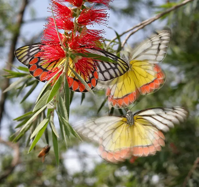Weeping Bottlebrush (Callistemon Viminalis) — is an attractive and versatile evergreen that adds a touch of elegance to any landscape