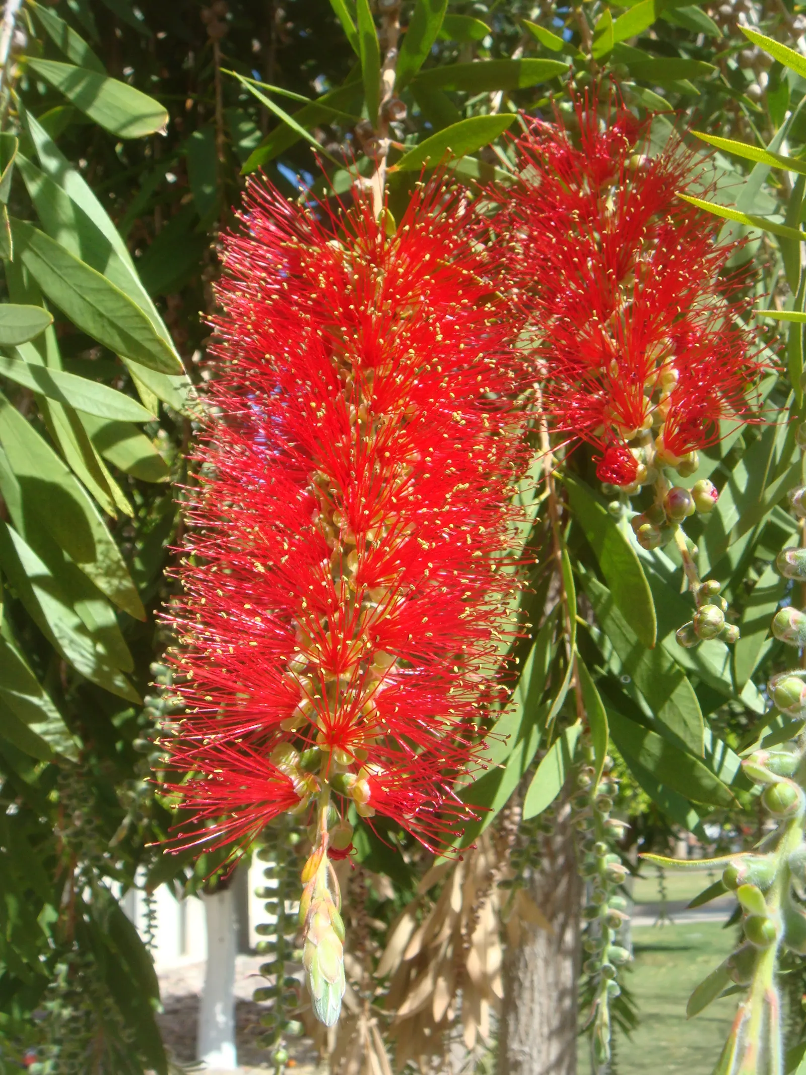 Weeping Bottlebrush (Callistemon Viminalis) — which droop gracefully and are covered in narrow; enduring selection for any landscape design, image 154