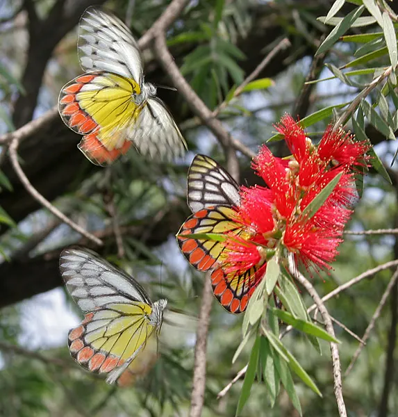 Weeping Bottlebrush (Callistemon Viminalis) — Originating from Australia, this plant is favored for its unique, striking flowers and weeping growth, image 103