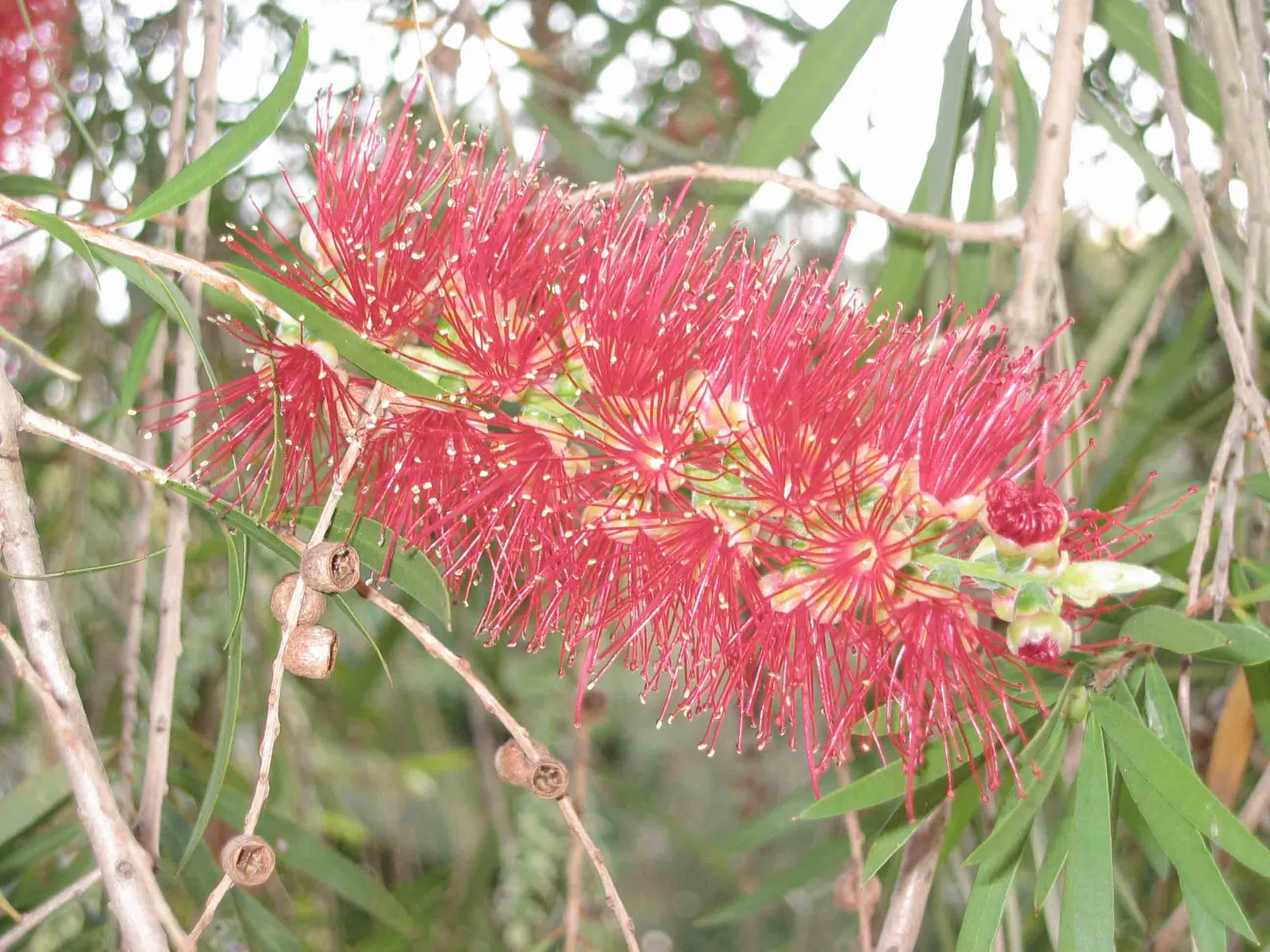 Weeping Bottlebrush (Callistemon Viminalis) — In spring and periodically throughout the year; making it a suitable choice for focal points in, image 108