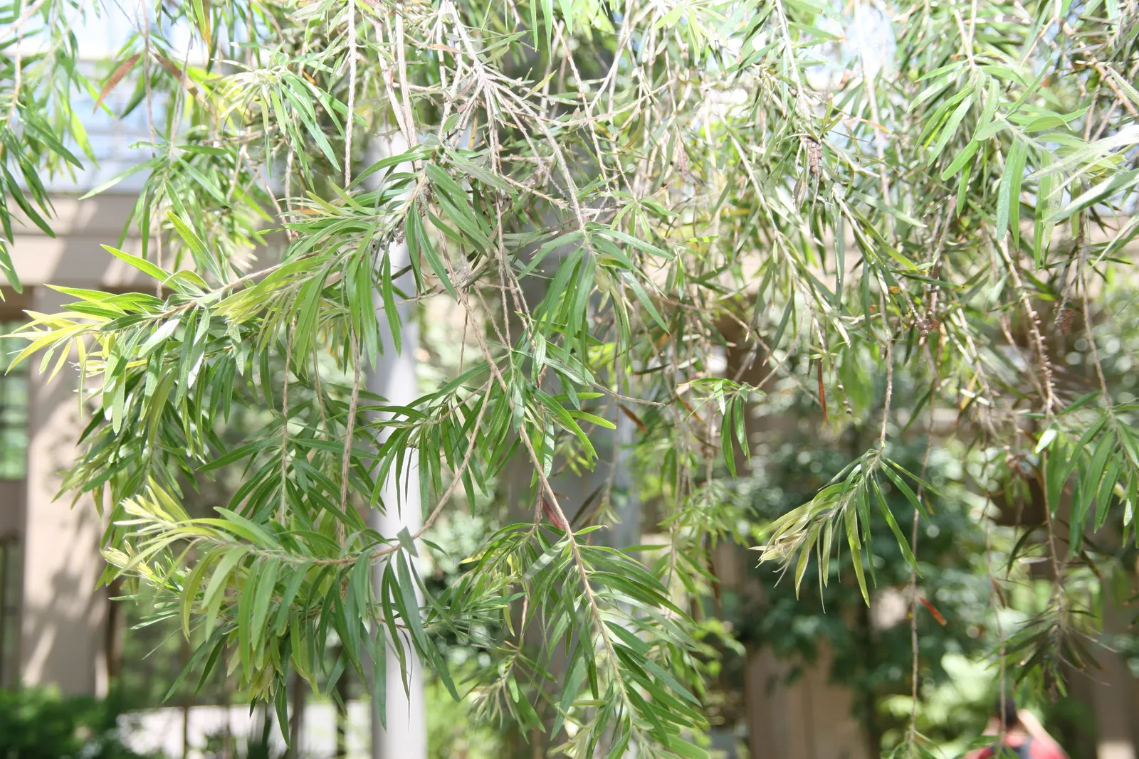Weeping Bottlebrush (Callistemon Viminalis) — is an attractive and versatile evergreen that adds a touch of elegance to any landscape; it is hardy, image 126