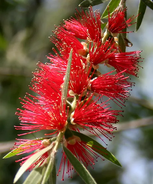 Weeping Bottlebrush (Callistemon Viminalis) — this plant offers an exquisite blend of beauty and resilience