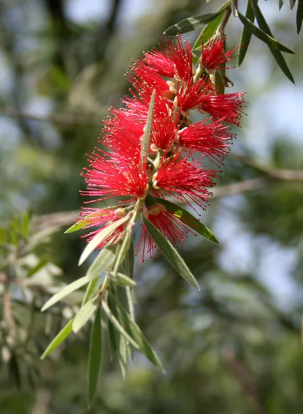Weeping Bottlebrush (Callistemon Viminalis) — In spring and periodically throughout the year; making it a suitable choice for focal points in, image 156