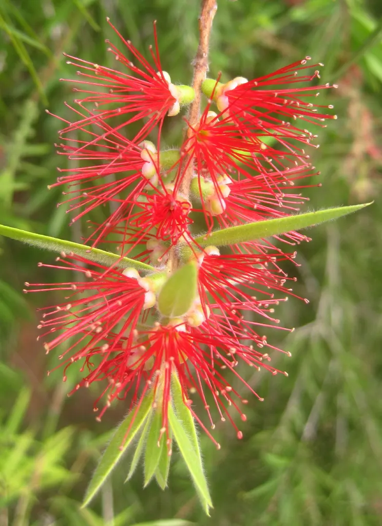 Weeping Bottlebrush (Callistemon Viminalis) — brush-like inflorescences; tree with red blooms, image 134