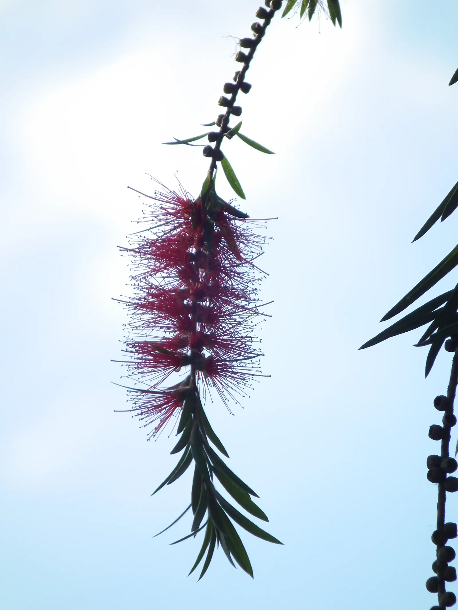 Weeping Bottlebrush (Callistemon Viminalis) — making it a suitable choice for focal points in medium to large gardens; in spring and periodically, image 57