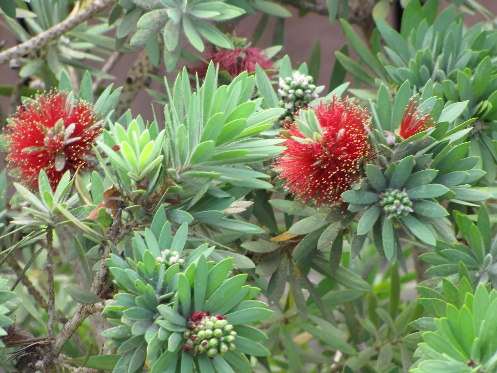 Weeping Bottlebrush (Callistemon Viminalis) — Prune to maintain shape and health