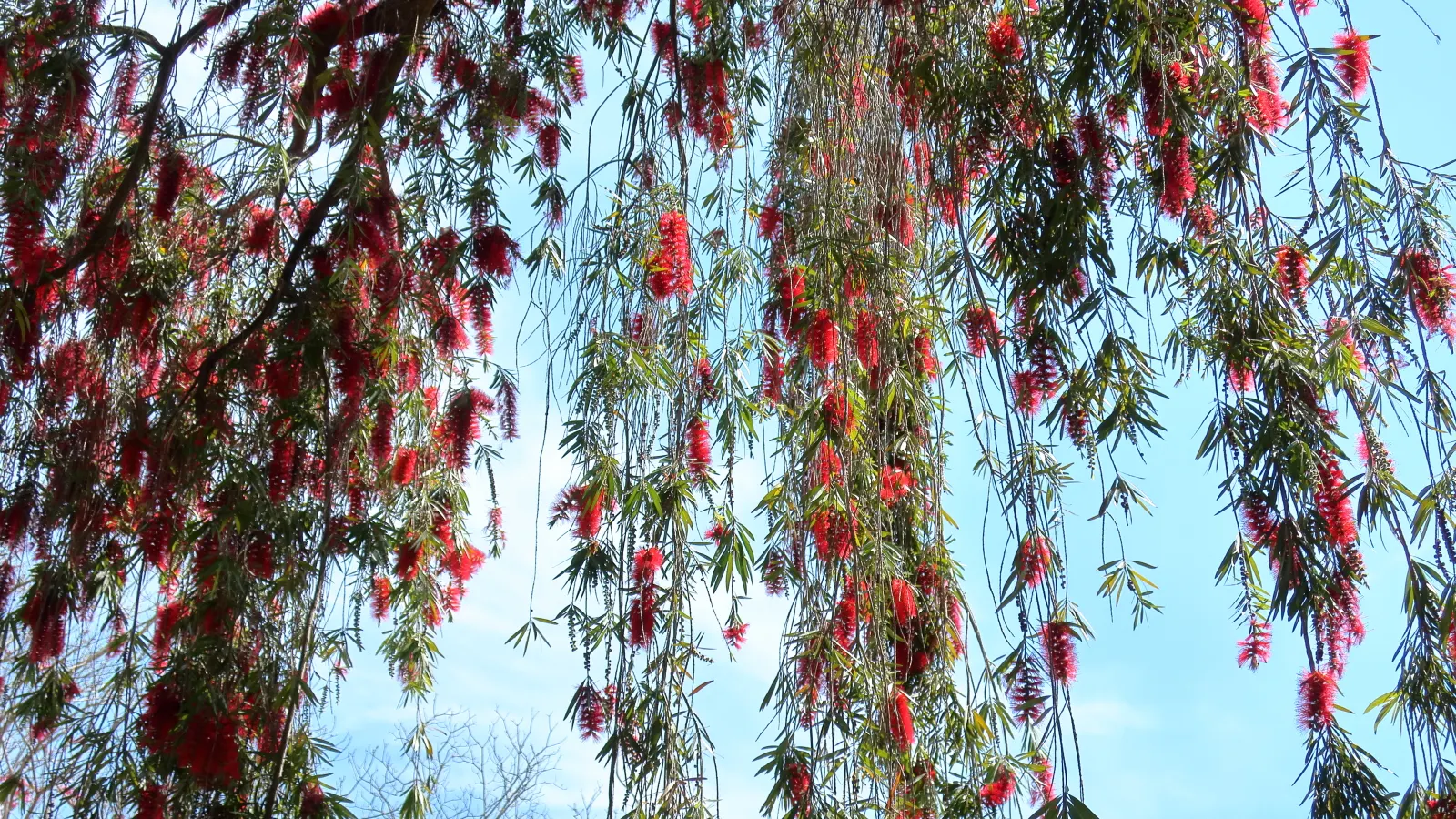 Weeping Bottlebrush (Callistemon Viminalis) — enduring selection for any landscape design; which droop gracefully and are covered in narrow, image 115