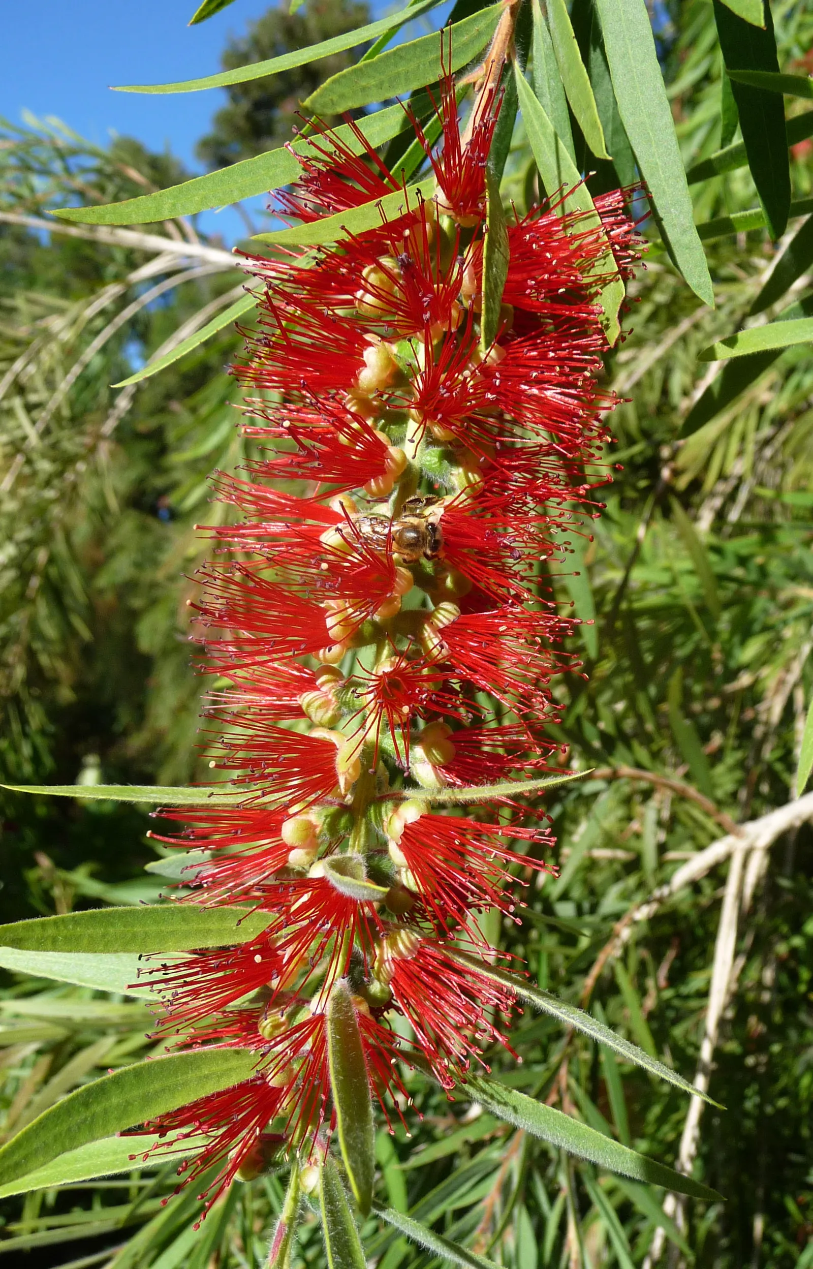 Weeping Bottlebrush (Callistemon Viminalis) — this plant offers an exquisite blend of beauty and resilience; though occasional pruning may be, image 140