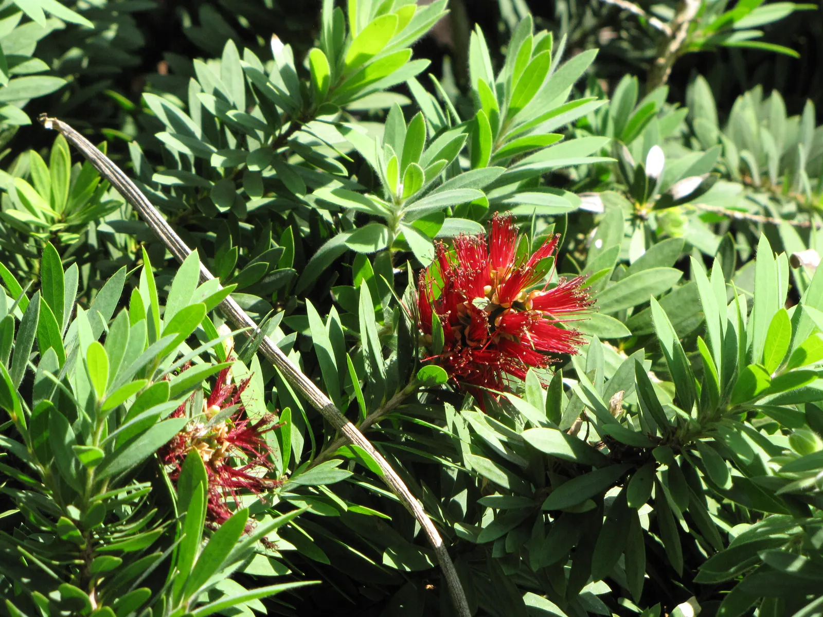 Weeping Bottlebrush (Callistemon Viminalis) — The Weeping Bottlebrush is relatively low-maintenance