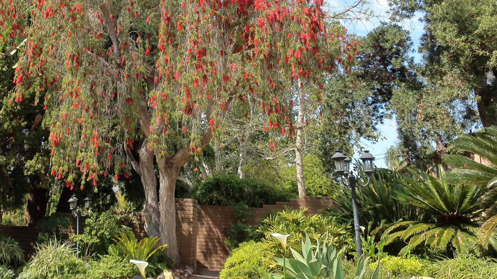Weeping Bottlebrush (Callistemon Viminalis) — it bursts into color with vibrant red; the Weeping Bottlebrush is relatively low-maintenance, image 133