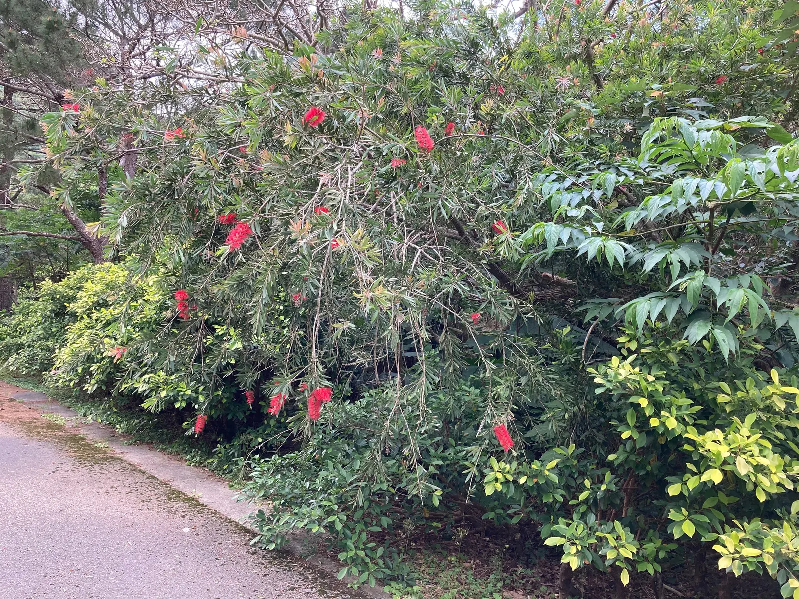Weeping Bottlebrush (Callistemon Viminalis) — In spring and periodically throughout the year; making it a suitable choice for focal points in, image 84