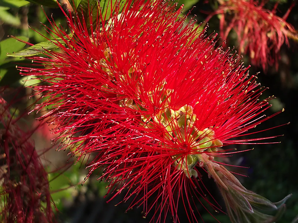 Weeping Bottlebrush (Callistemon Viminalis) — though occasional pruning may be necessary to maintain its shape and encourage prolific blooming, image 137