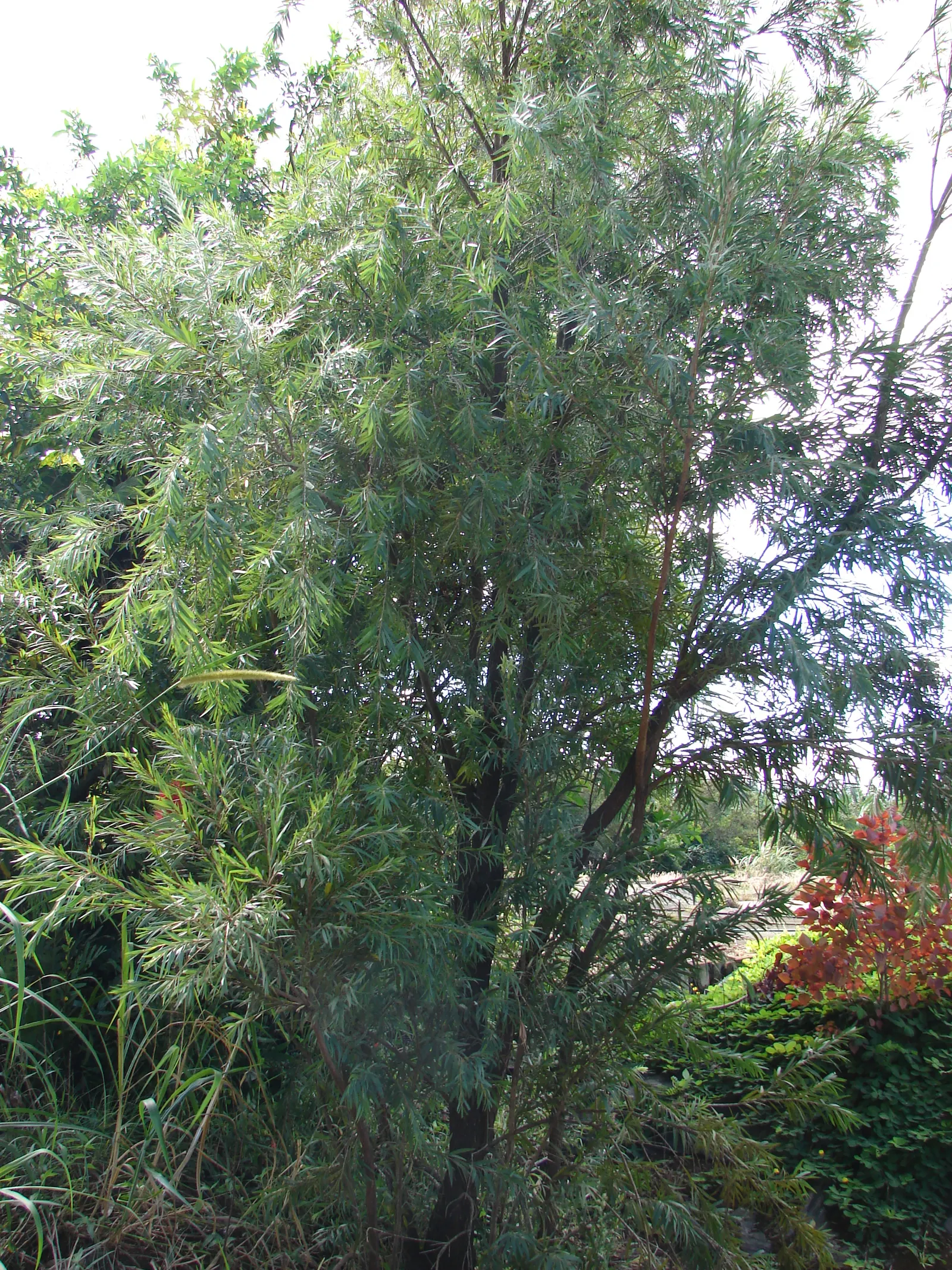 Weeping Bottlebrush (Callistemon Viminalis) — Prune to maintain shape and health; its distinctive red brush-like flowers bloom spring through summer