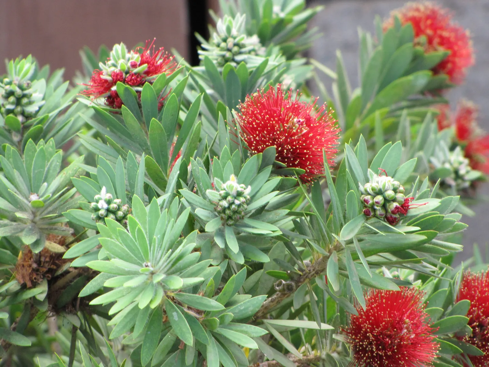 Weeping Bottlebrush (Callistemon Viminalis) — The Weeping Bottlebrush is relatively low-maintenance; it bursts into color with vibrant red, image 112