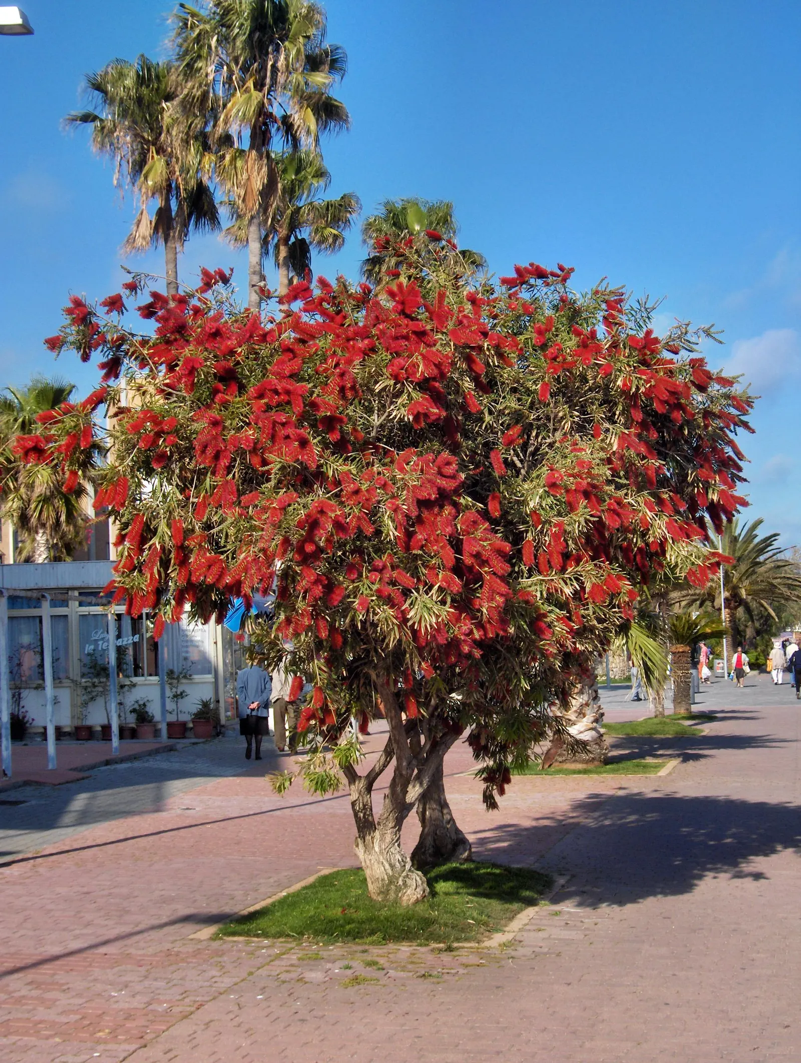 Weeping Bottlebrush (Callistemon Viminalis) — brush-like inflorescences
