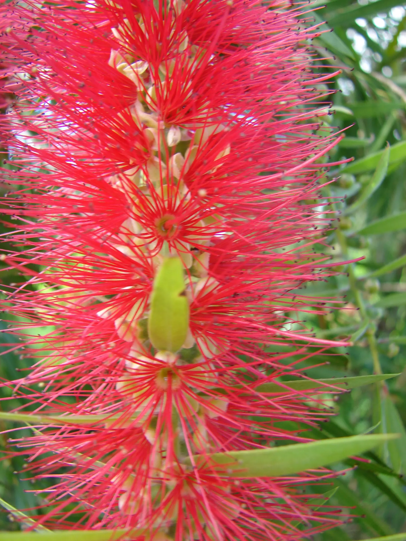 Weeping Bottlebrush (Callistemon Viminalis) — tree with red blooms; brush-like inflorescences, image 143