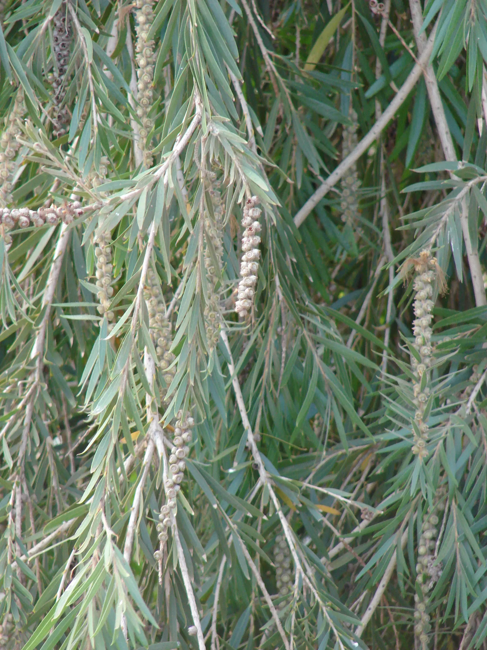 Weeping Bottlebrush (Callistemon Viminalis) — lance-shaped leaves that range from 3 to 6 inches in length; suited for USDA zones 9-11, it thrives, image 131