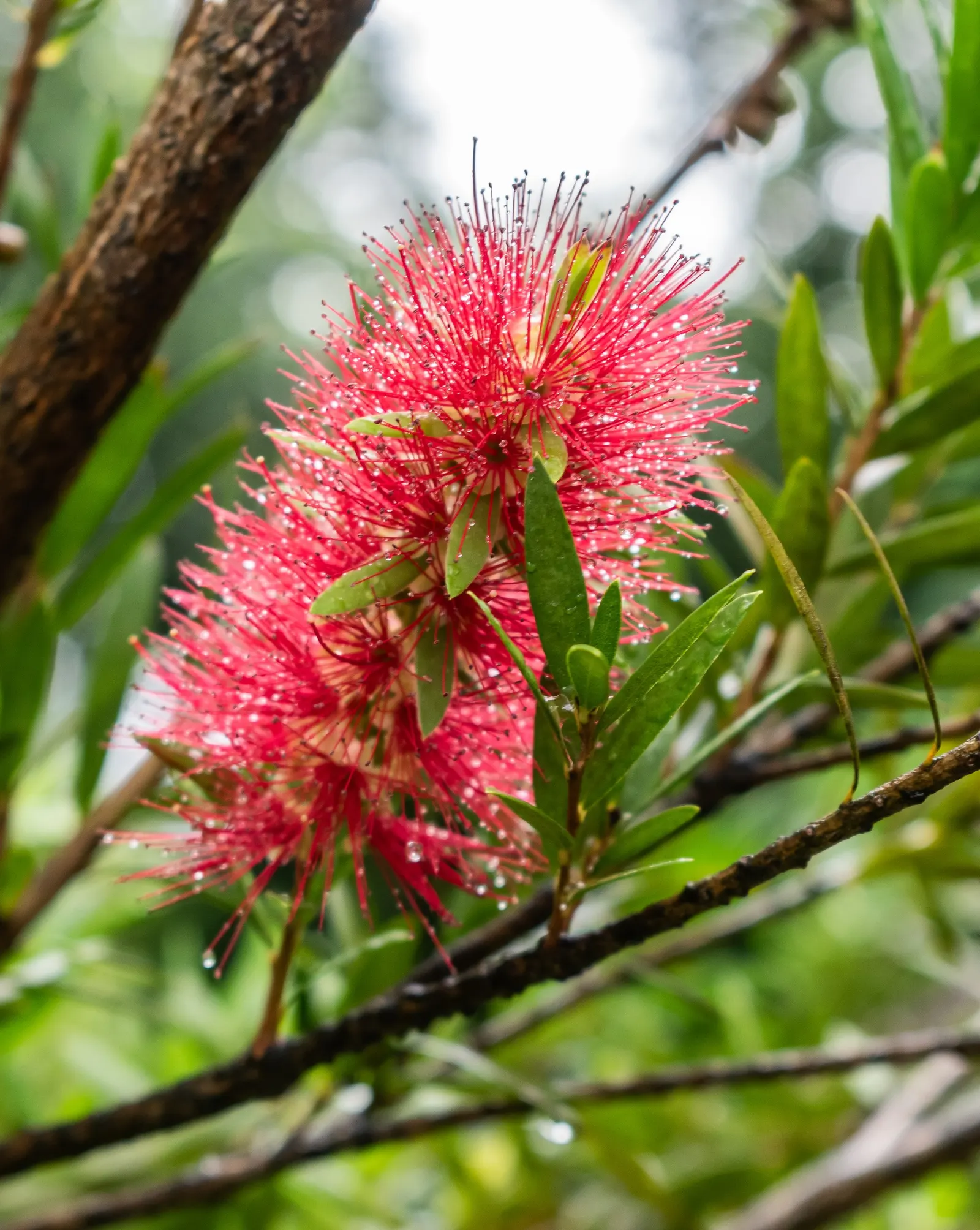 Weeping Bottlebrush (Callistemon Viminalis) — In spring and periodically throughout the year; making it a suitable choice for focal points in medium to large