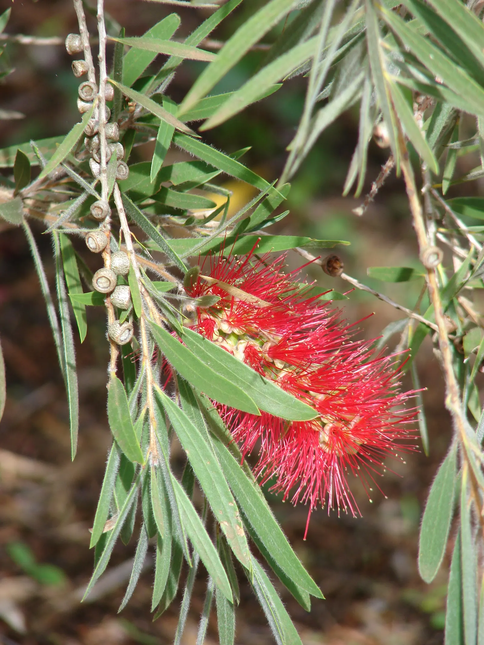 Weeping Bottlebrush (Callistemon Viminalis) — brush-like inflorescences; tree with red blooms, image 62