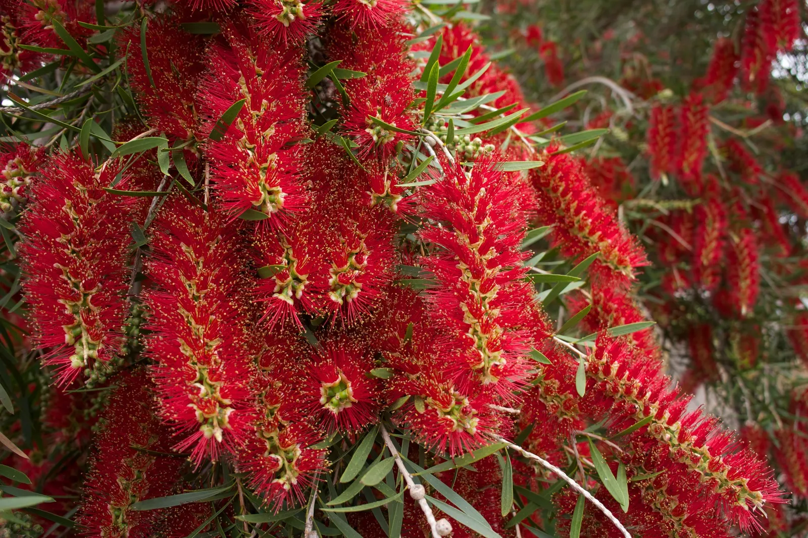 Weeping Bottlebrush (Callistemon Viminalis) — making it a suitable choice for focal points in medium to large gardens; in spring and periodically, image 81