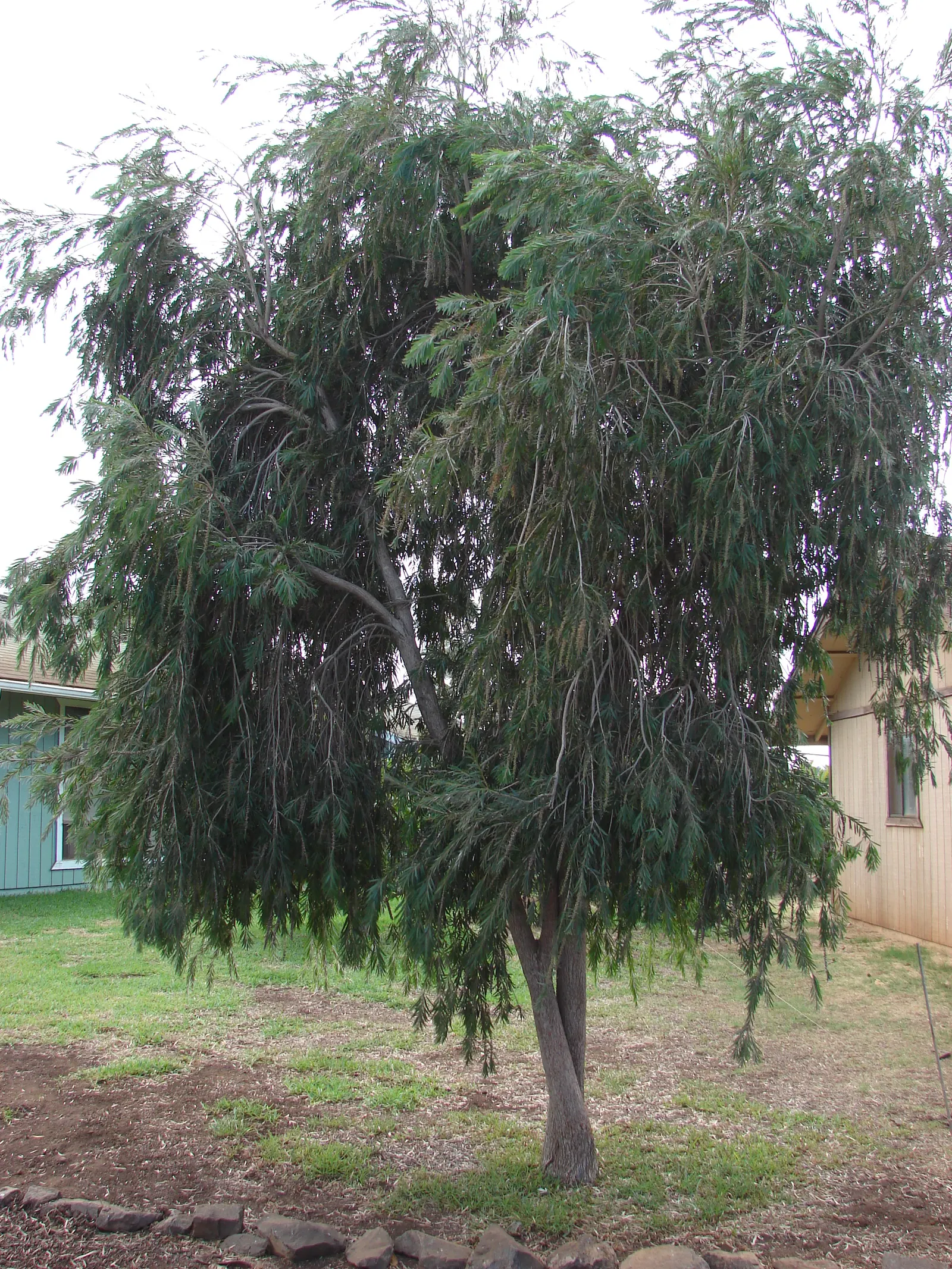 Weeping Bottlebrush (Callistemon Viminalis) — this plant offers an exquisite blend of beauty and resilience; though occasional pruning may be, image 92